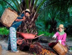 Hari Krida Pertanian: PTPN IV PalmCo Serap 1,34 Juta Ton TBS Petani