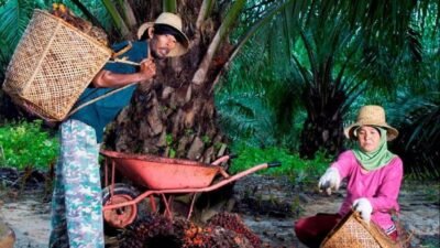 Hari Krida Pertanian: PTPN IV PalmCo Serap 1,34 Juta Ton TBS Petani