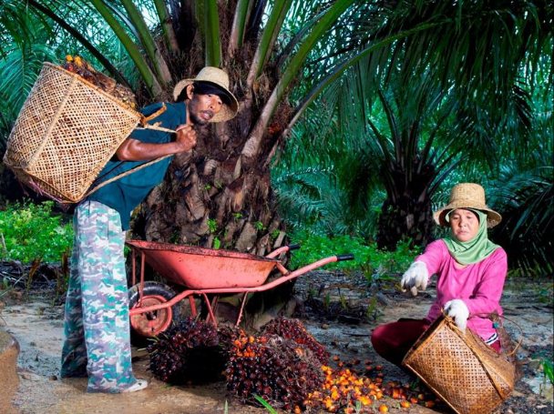Hari Krida Pertanian: PTPN IV PalmCo Serap 1,34 Juta Ton TBS Petani