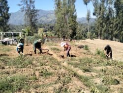 Babinsa Dampingi Petani Kentang Hadapi Musim Kemarau