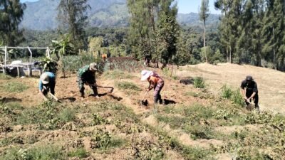 Babinsa Dampingi Petani Kentang Hadapi Musim Kemarau