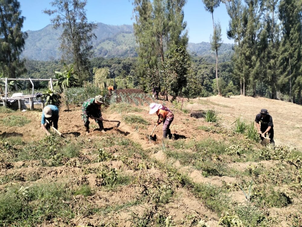Babinsa Dampingi Petani Kentang Hadapi Musim Kemarau