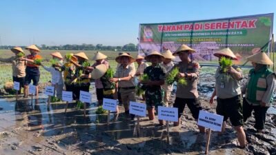 Danramil Beji Hadiri Kegiatan Tanam Padi Bersama DPD Tani Merdeka