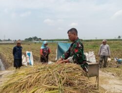 Koramil Tegalsiwalan Lakukan Pendampingan dalam Proses Panen Padi di Wilayah Binaan