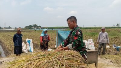 Koramil Tegalsiwalan Lakukan Pendampingan dalam Proses Panen Padi di Wilayah Binaan