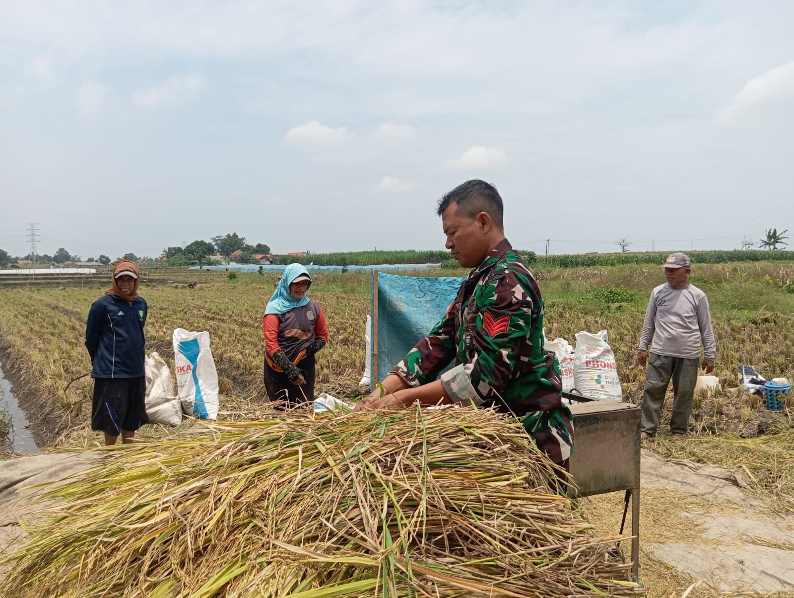 Koramil Tegalsiwalan Lakukan Pendampingan dalam Proses Panen Padi di Wilayah Binaan