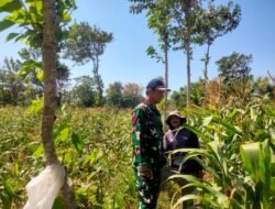 Koramil Wonomerto Lakukan Pendampingan Dalam Proses Perawatan Tanaman Jagung Di Wilayah Binaan