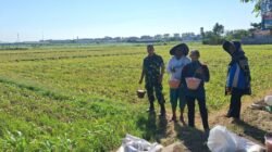 Koramil Kanigaran Lakukan Pendampingan Dalam Proses Pemupukan Tanaman Jagung Di Wilayah Binaan