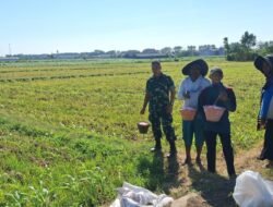 Koramil Kanigaran Lakukan Pendampingan Dalam Proses Pemupukan Tanaman Jagung di Wilayah Binaan