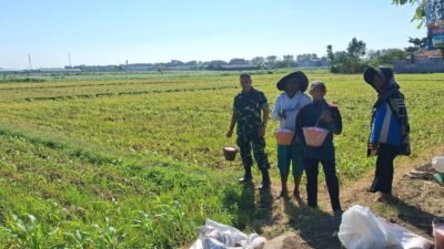 Koramil Kanigaran Lakukan Pendampingan Dalam Proses Pemupukan Tanaman Jagung Di Wilayah Binaan