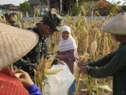 TMMD 129 Bojonegoro: Satgas Turun ke Ladang Bantu Petani Panen Jagung