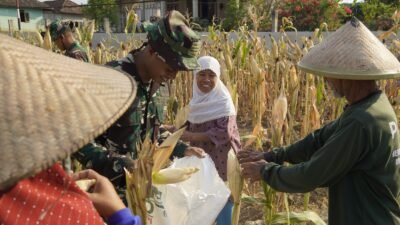 TMMD 129 Bojonegoro: Satgas Turun ke Ladang Bantu Petani Panen Jagung