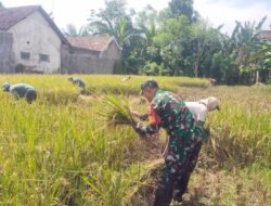 Jaga Ketersediaan Pasokan Pangan, Koramil Maron Dampingi Proses Panen Padi