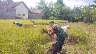 Jaga Ketersediaan Pasokan Pangan, Koramil Maron Dampingi Proses Panen Padi