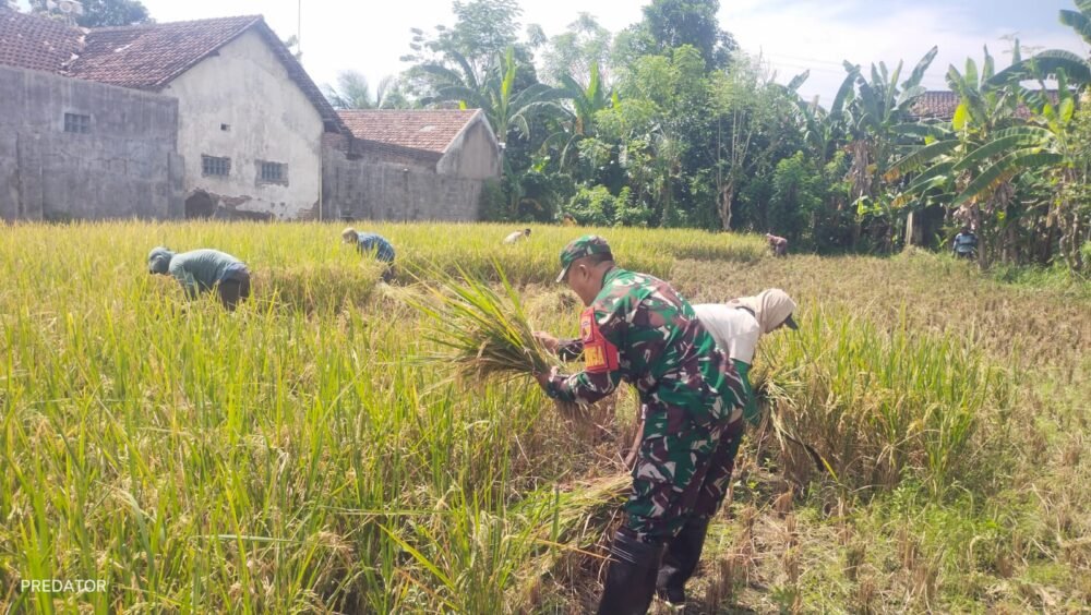 Jaga Ketersediaan Pasokan Pangan, Koramil Maron Dampingi Proses Panen Padi
