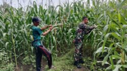 Koramil Wonomerto Laksanakan Pendampingan dan Pengawasan Ketahanan Pangan