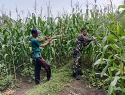Koramil Wonomerto Laksanakan Pendampingan dan Pengawasan Ketahanan Pangan