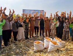 Panen Jagung Kuartal III di Kecamatan Balongbendo