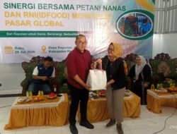 KWT Hikmah Tani Kayunan Kediri Gandeng ID FOOD, Nanas Lereng Kelud Siap Tembus Pasar Global