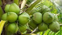 Kementan Perkuat Hilirisasi Kelapa, Danantara Jajaki Pembangunan Industri Terpadu