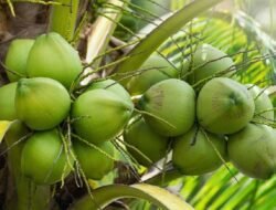 Kementan Perkuat Hilirisasi Kelapa, Danantara Jajaki Pembangunan Industri Terpadu