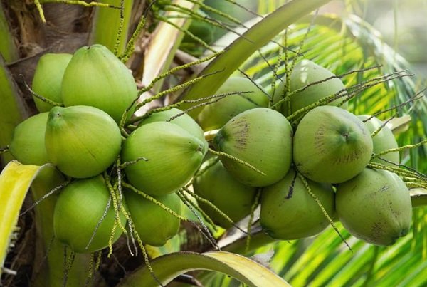 Kementan Perkuat Hilirisasi Kelapa, Danantara Jajaki Pembangunan Industri Terpadu