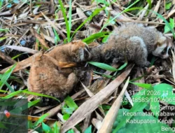 2 Ekor Kukang Dilepasliarkn BKSDA Bengkulu di TWA Bukit Kaba