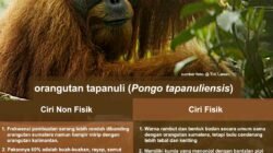 Orangutan tapanuli