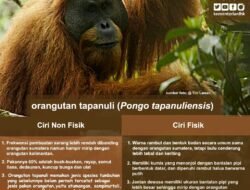 Populasi Orangutan Sumatera 11.694, Orangutan Tapanuli 716 Individu, Sebut Survei Terbaru