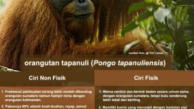 Orangutan tapanuli