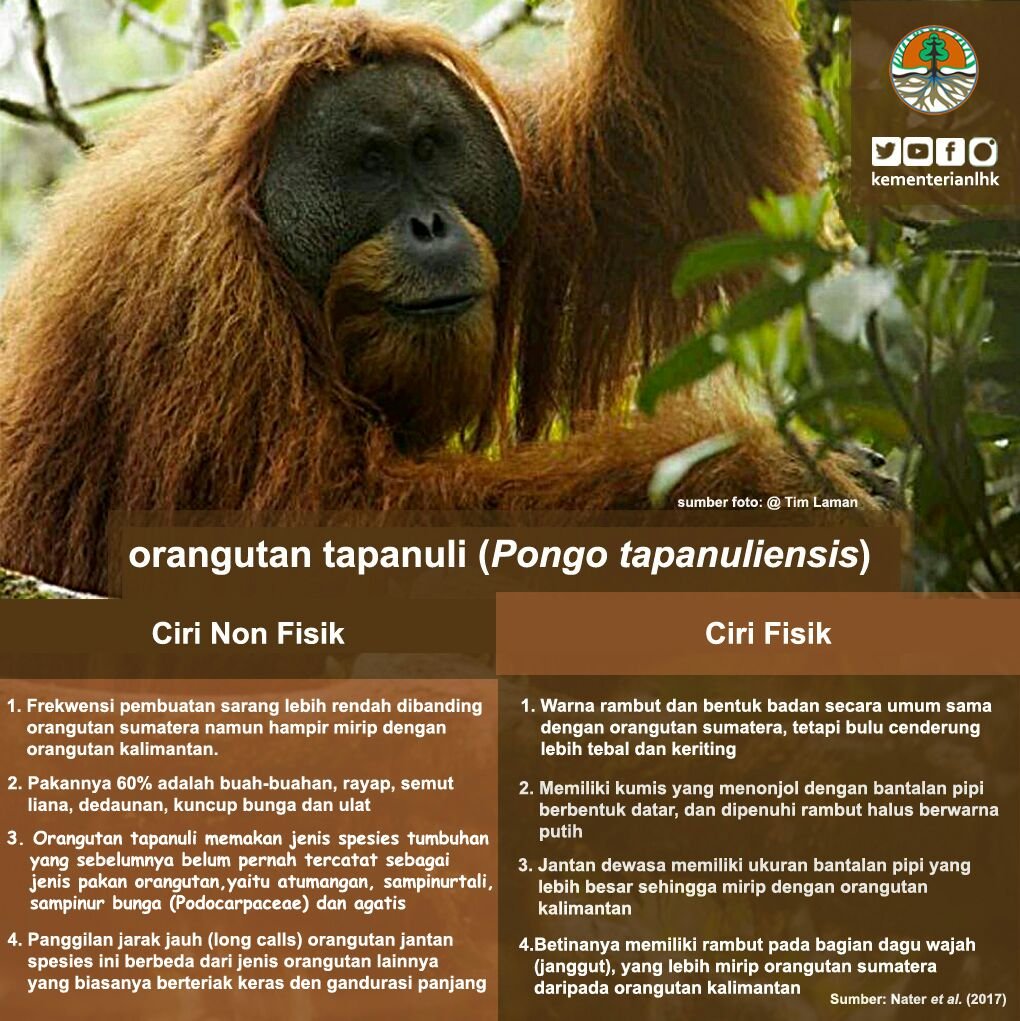 Orangutan tapanuli