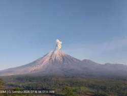 Tinggi Letusan 700-1.100 Meter, Gunung Semeru Meletus 7 Kali Pada Kamis