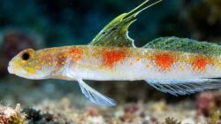 BRIN Temukan Spesies Baru Ikan Gobi Udang di Perairan Banyuwangi