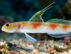 BRIN Temukan Spesies Baru Ikan Gobi Udang di Perairan Banyuwangi