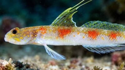 BRIN Temukan Spesies Baru Ikan Gobi Udang di Perairan Banyuwangi