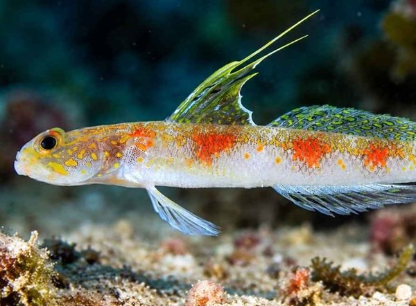 BRIN Temukan Spesies Baru Ikan Gobi Udang di Perairan Banyuwangi