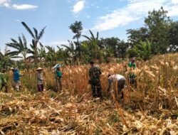 Koramil Kanigaran Lakukan Pendampingan Proses Panen Jagung