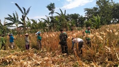 Koramil Kanigaran Lakukan Pendampingan Proses Panen Jagung