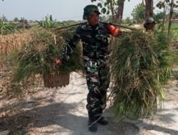 TMMD ke-129 Bojonegoro: Anggota Satgas Bantu Warga Pikul Rumput