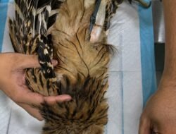 Aviary Park Indonesia-BKSDA Jakarta Selamatkan Burung Hantu Ketupu Patah Kaki