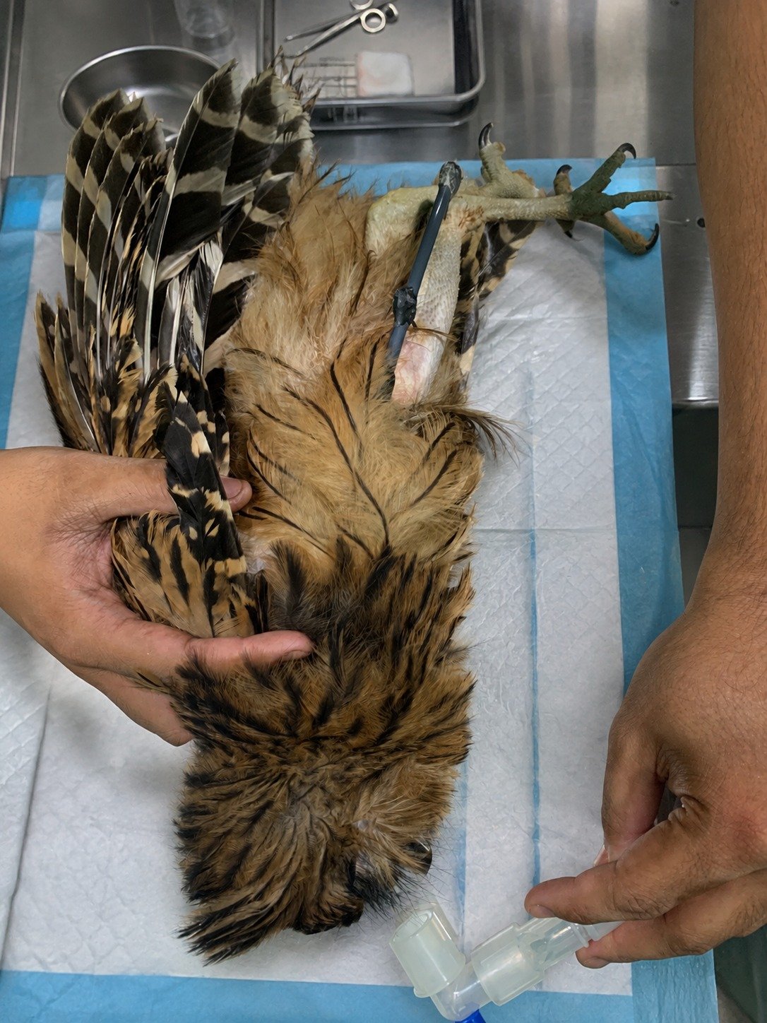 Buka Aviary