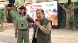 Jelang 17 Agustus, TSI Catat Keberhasilan Konservasi Elang Jawa, Diberi Nama Garuda