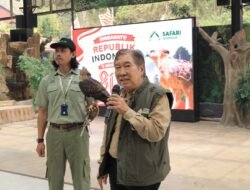 Jelang 17 Agustus, TSI Catat Keberhasilan Konservasi Elang Jawa, Diberi Nama Garuda