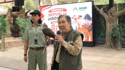 Jelang 17 Agustus, TSI Catat Keberhasilan Konservasi Elang Jawa, Diberi Nama Garuda