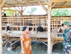 TMMD 129 Bojonegoro: Babinsa Kesongo ‘Sentuh Hati’ Peternak Kambing