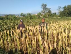 Koramil Wonomerto Laksanakan Pendampingan Dan Pengawasan Ketahanan Pangan