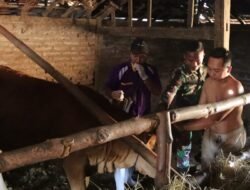 Melampaui Target: TMMD 129 Bojonegoro dan Disnakkan Sentuh Nadi Ekonomi Warga Lewat Layanan Kesehatan Hewan