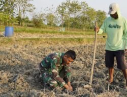 Serda Rizky Turun Sawah, Perkuat Kemanunggalan TNI