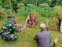 Koramil Tiris Laksanakan Pendampingan Dan Pengawasan Ketahanan Pangan Dalam Proses Panen Padi