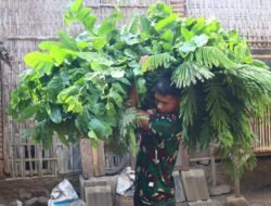 Jelang Penutupan TMMD, Prada Wakid Bantu Warga Beri Makan Ternak